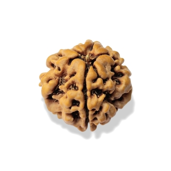 Rudraksha - Rudraksza 1 twarzy (Mukhi) Bardzo rzadki A